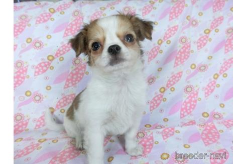 成約済の千葉県のチワワ(ロングコート)-153276の3枚目